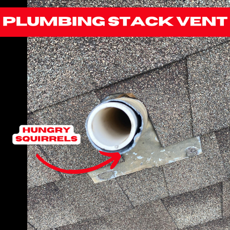 Close-up image of a plumbing stack vent on a shingled roof. The vent shows visible damage at the base, with a red arrow and label pointing to it, reading "HUNGRY SQUIRRELS." This critter-induced roof damage is highlighted in the image titled "PLUMBING STACK VENT.