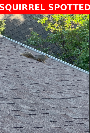 A squirrel is seen on a shingled rooftop in Bellaire, with green trees in the background. The top of the image has a red banner with white text reading "SQUIRREL SPOTTED," hinting at potential roof damage from this critter.