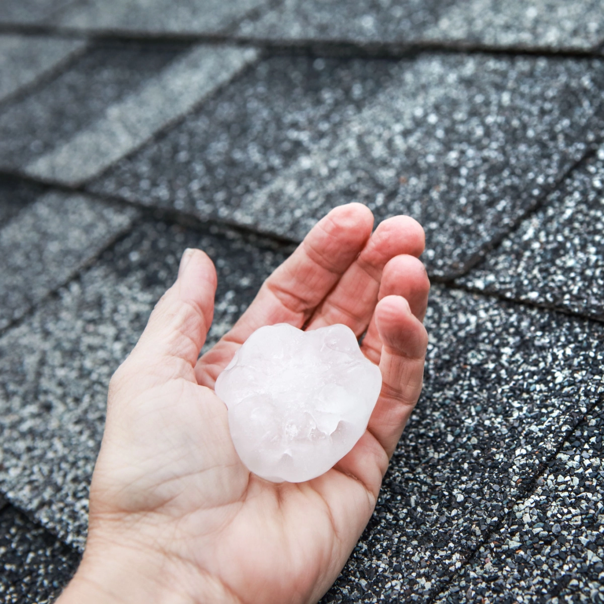 A hand holding a large, irregularly shaped piece of hail against a background of gray asphalt shingles on a roof, inspected by a skilled Houston roofer.