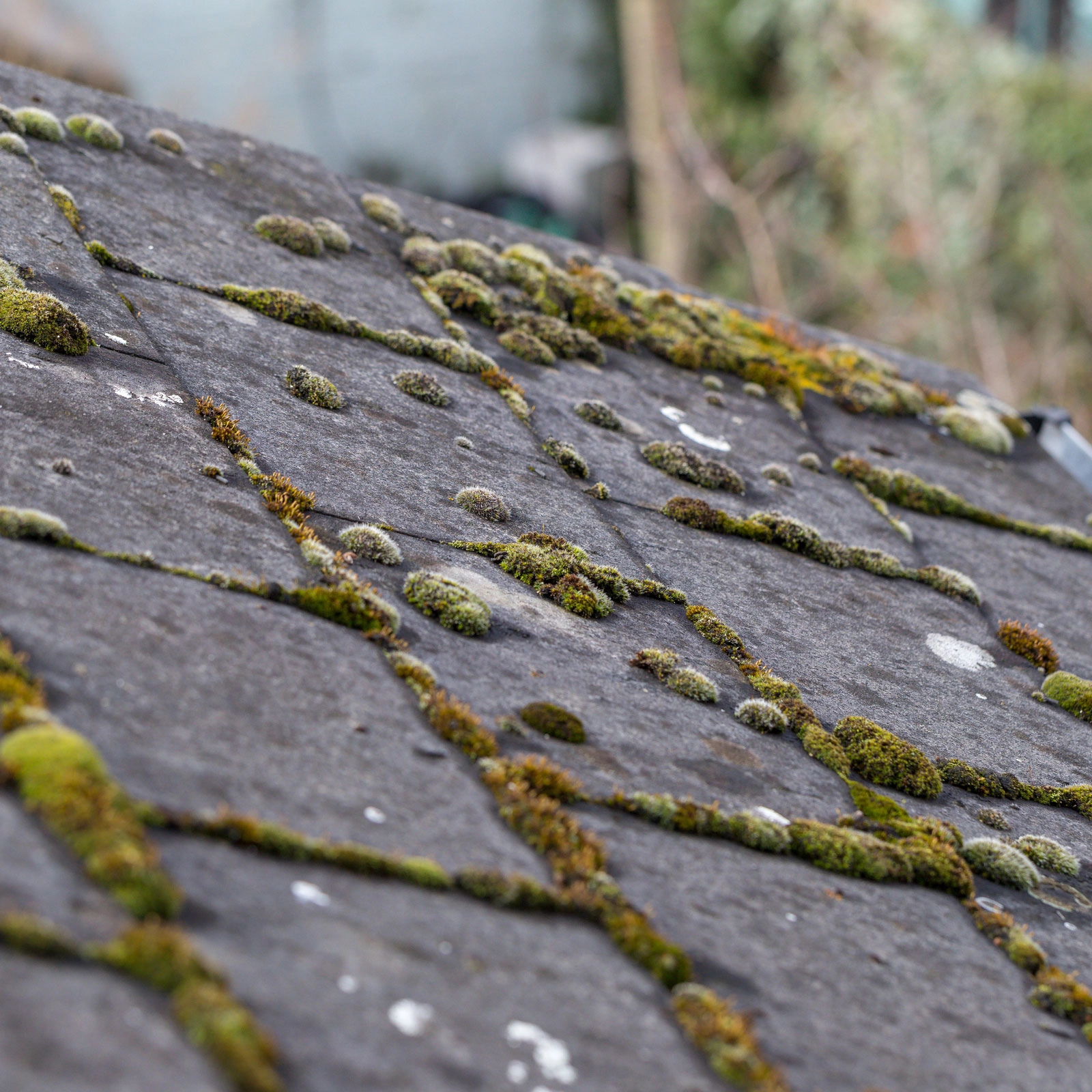 A close-up view of a weathered roof covered with gray shingles. Patches of green moss and lichen are growing between and on the shingles, highlighting the effects of time and nature on the structure. Considering its condition, a Rosenberg roof replacement might be necessary. The background is blurred, with some green vegetation visible.