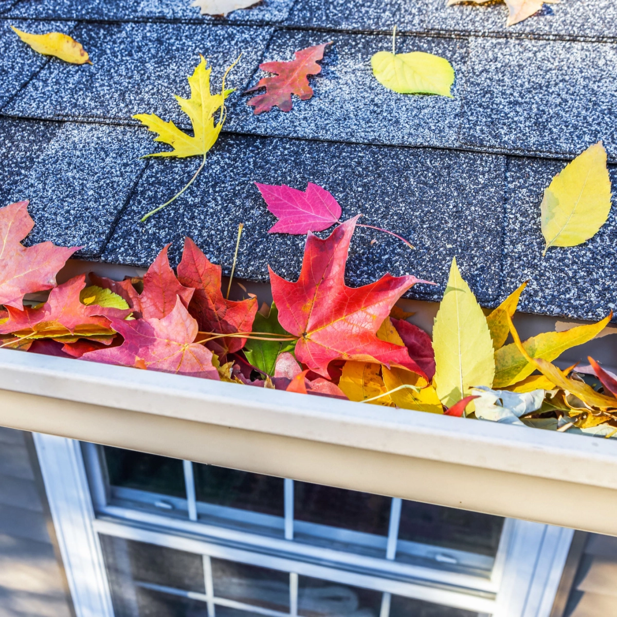 Autumn leaves, in shades of red, yellow, and orange, accumulate in a house's gutter and on its shingled roof. The window below reflects the sunny sky, showcasing the seasonal colors and texture of the scene. It's a picturesque moment that highlights why Brays Oaks roof repairs are essential this time of year.