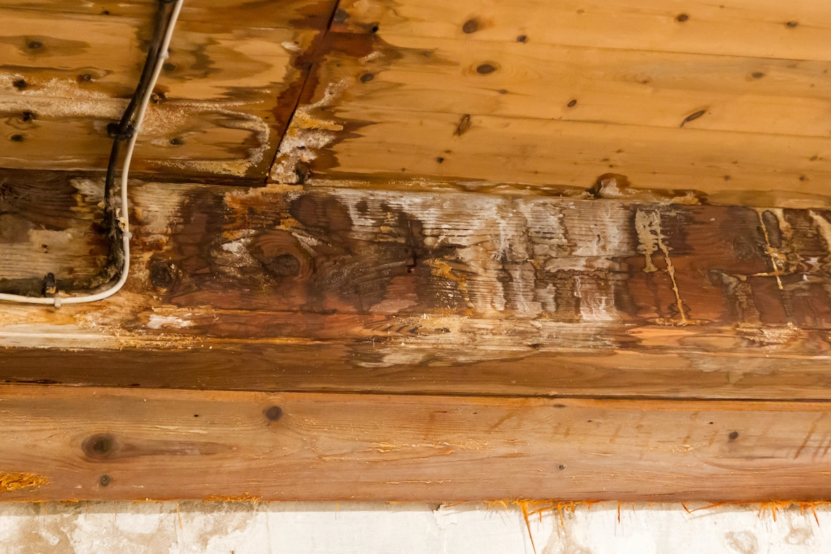 A close-up view of a wooden ceiling with visible water damage and mold in a Houston roofing setup. The wood is discolored with dark patches, and there is a section with a noticeable leak. An electrical conduit runs along the ceiling, adding to the signs of deterioration.