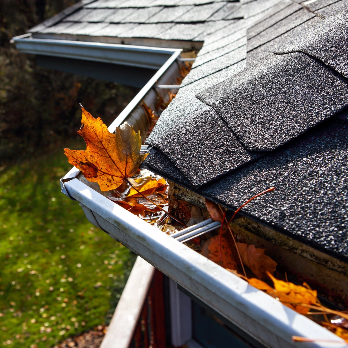 A close-up of a house gutter filled with autumn leaves, mainly brown and yellow, along the roof’s edge. The roof, covered in dark shingles, hints at the quality work done by a Houston roofing company. The gutter appears partially clogged while the surrounding area is green with scattered leaves on the ground.