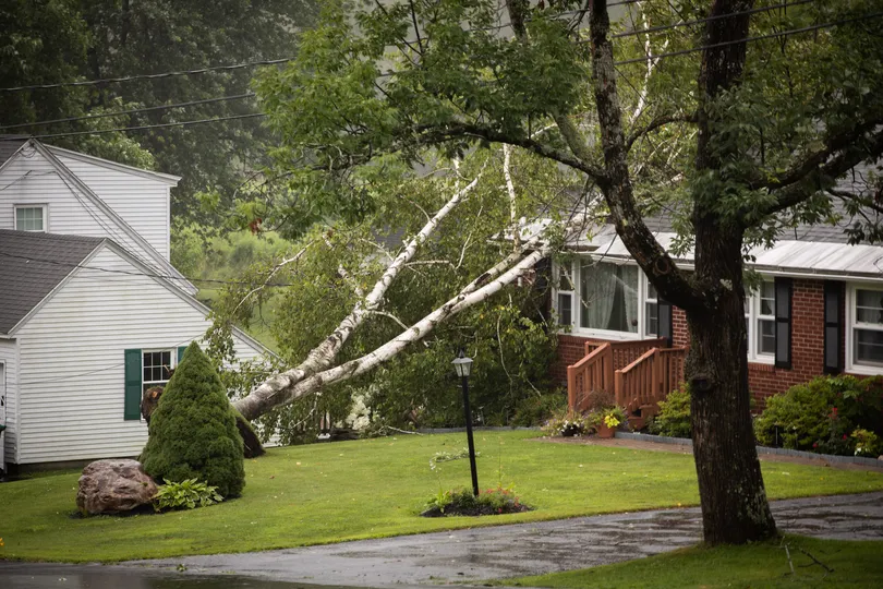 A large tree has fallen onto the roof of a house, causing visible damage. The surrounding area is wet, indicating recent rain. Other houses and trees are visible in the background with an overcast sky, creating a scene of a residential neighborhood after a storm.