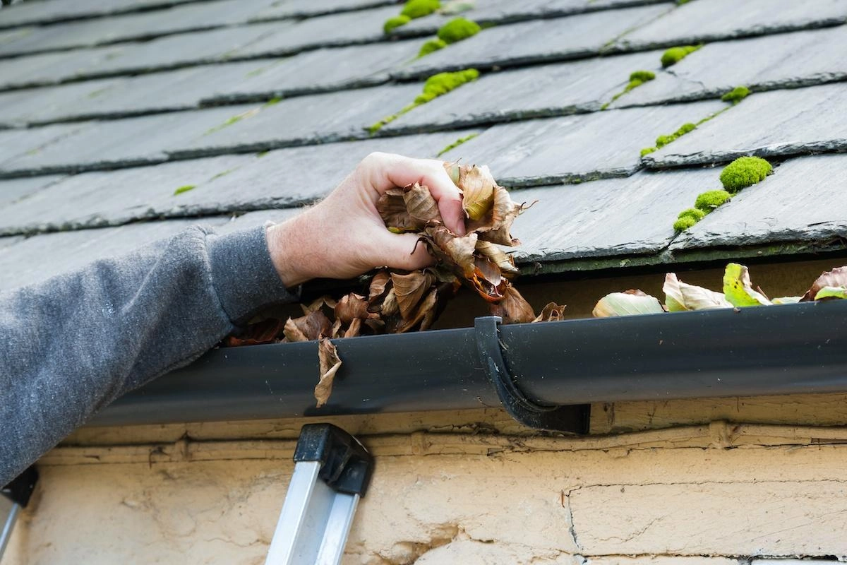 A person engaged in Pearland roof maintenance is cleaning dried leaves out of a black rain gutter attached to a roof with grey shingles and patches of moss. The individual is on a ladder, wearing a grey sleeve. The scene occurs during daylight.