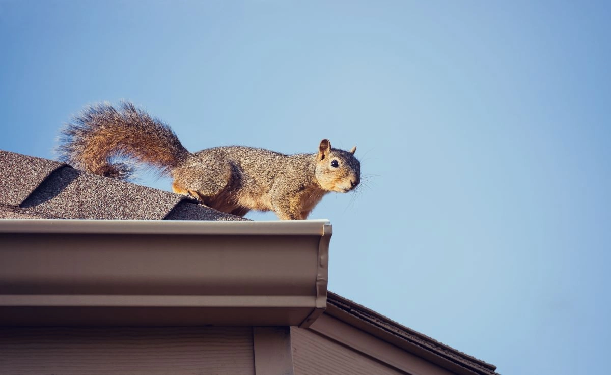 A bellaire critter with a bushy tail stands on the edge of a rooftop under a clear blue sky, looking directly at the camera. The roof shingles and gutter are visible, indicating potential roof damage.