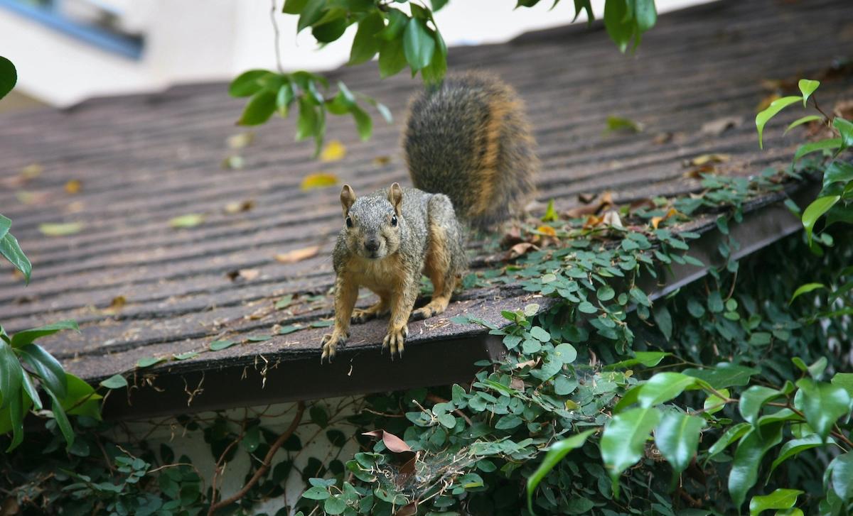 A squirrel with a bushy tail stands on a leaf-covered roof, surrounded by green foliage, peering curiously at the camera. The background features blurred parts of a building, hinting at recent Houston roof repairs.